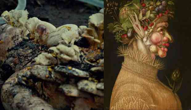 A mulher-cogumelo de “Ambouse-Bouche” e a mulher-vegetal de Verão, tela de Arcimboldo.